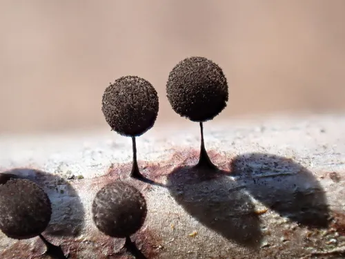 Meriderma cribrarioides