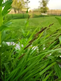 Short's sedge thumbnail 4