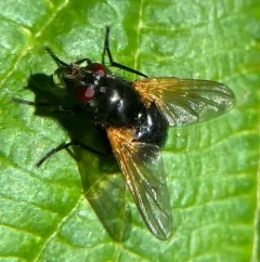 Mesembrina latreillii thumbnail 3