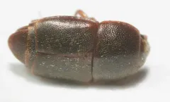 Carpophilus marginellus thumbnail 3