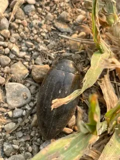 Colymbetes paykulli thumbnail 2