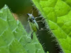 Green-striped Thimbleberry Aphid thumbnail 3