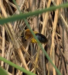 Rufous-backed Cellophane Bee thumbnail 4