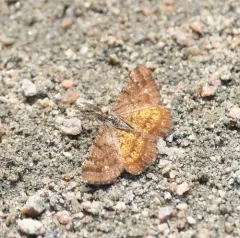 Cranberry Spanworm Moth thumbnail 3