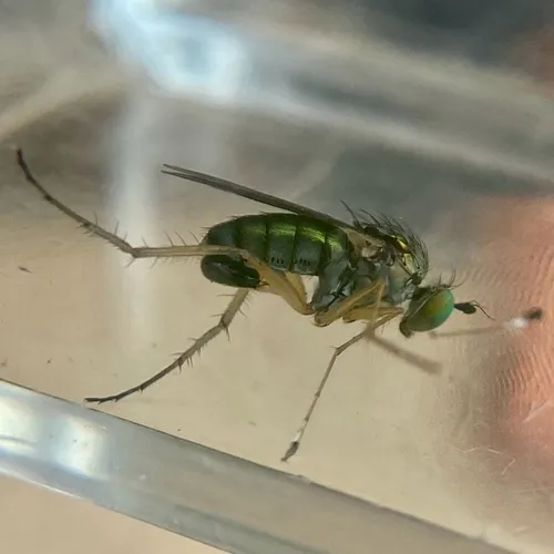 Dolichopus versutus