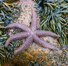 Polar Six-rayed Star thumbnail 3