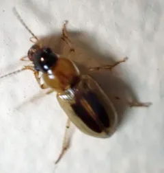 LeConte's Seedcorn Beetle thumbnail 4