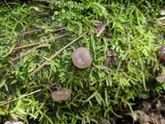 Neocudoniella albiceps thumbnail 2