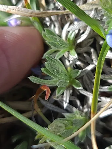 Eritrichium nanum