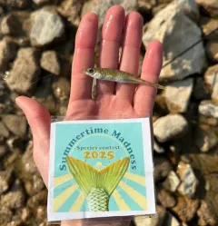 Ninespine Stickleback thumbnail 4