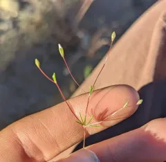 Harkness' flaxflower thumbnail 4