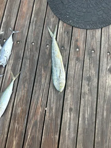 Common Dolphinfish