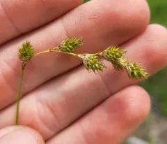 Delicate Quill Sedge thumbnail 4