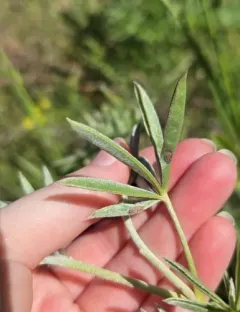 Lupine Leaf Gall Midge thumbnail 3