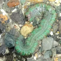 King Ragworm thumbnail 4
