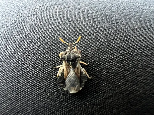 Phymata vicina