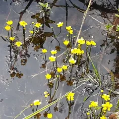 yellow water-crowfoot thumbnail 3