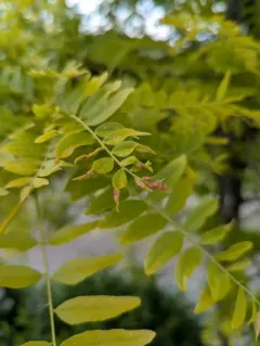 Gleditsia Gall Midge thumbnail 4