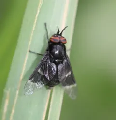 Benign Deer Fly thumbnail 2