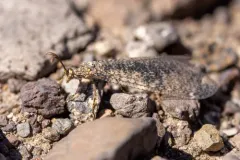 Sacken's Antlion thumbnail 3