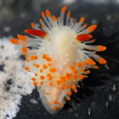 Cockerell's Dorid thumbnail 4