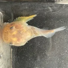 Soft Sculpin thumbnail 3