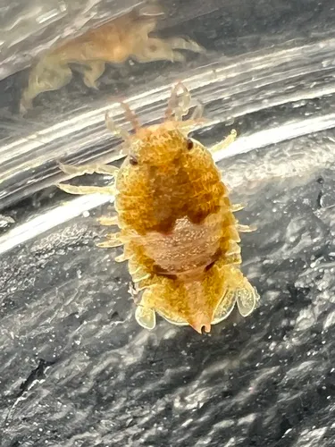 Dynoides canadensis