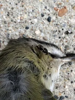 Brachymeria podagrica thumbnail 4