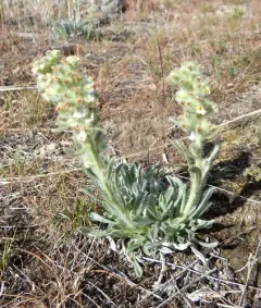 low cryptantha thumbnail 3