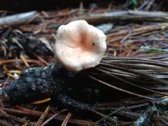 Aphroditeola olida thumbnail 4