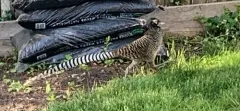 Lady Amherst's Pheasant thumbnail 2