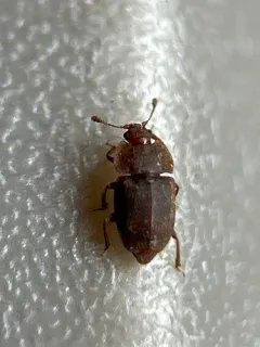 Rufous Sap Beetle thumbnail 1