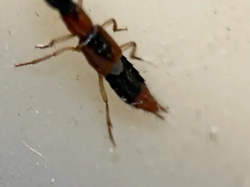 Homaeotarsus bicolor