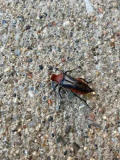 Macrosiagon sayi thumbnail 3