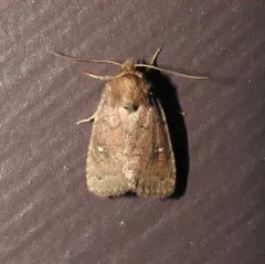 Small Brown Quaker thumbnail 4