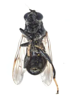 Black Pegleg thumbnail 1