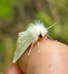 Pink-legged Tiger Moth thumbnail 4