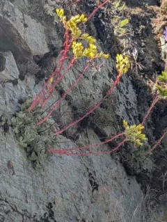 Rogue River Stonecrop thumbnail 4