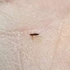 Cat Flea thumbnail 3