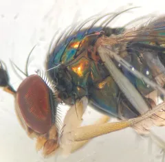 Dolichopus brevimanus thumbnail 2