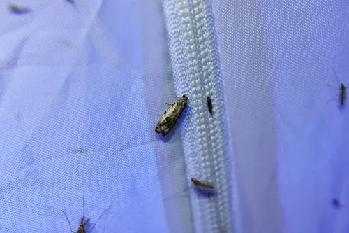Proteoteras naracana