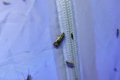 Proteoteras naracana thumbnail 1