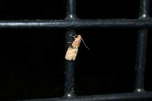Poplar bud borer moth