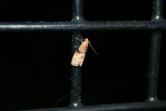 Poplar bud borer moth thumbnail 1