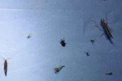 Buttonbush Weevil thumbnail 2