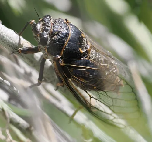Okanagana annulata