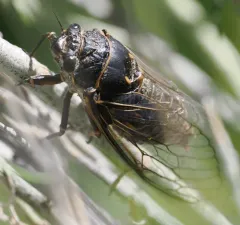 Okanagana annulata thumbnail 1