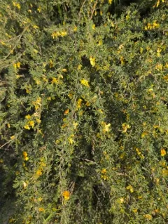 Pygmy Caragana thumbnail 3