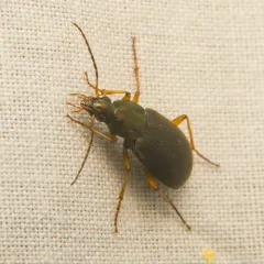 Say's Ground Beetle thumbnail 3