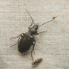 Agonum placidum thumbnail 4